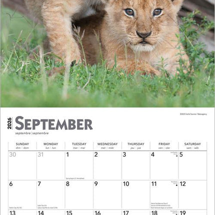 Browntrout Leeuwen Kalender 2027