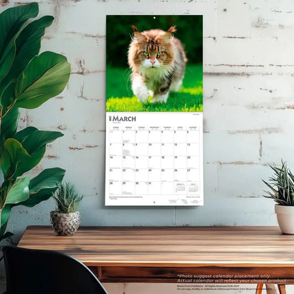 Browntrout Maine Coon Kalender 2027