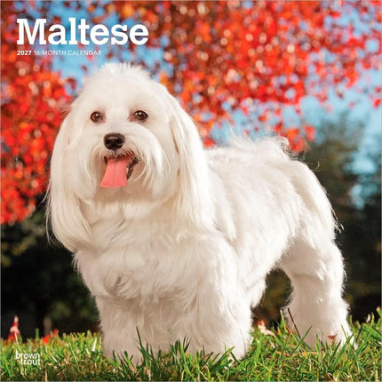 Browntrout Maltezer Kalender 2027