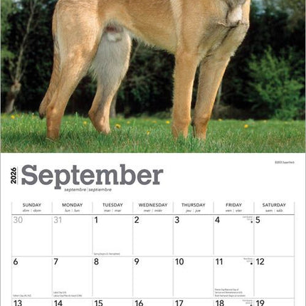 Browntrout Mechelaar Kalender 2027