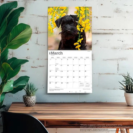 Browntrout Miniatuur Schnauzer Kalender 2027