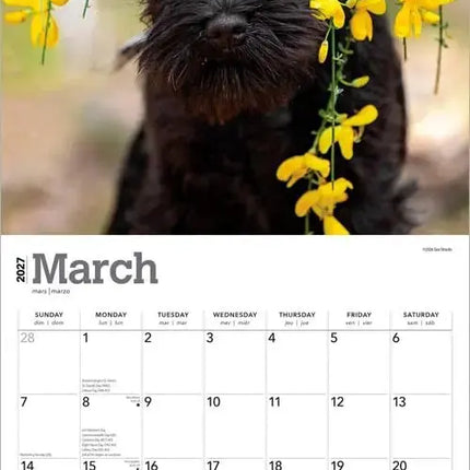 Browntrout Miniatuur Schnauzer Kalender 2027