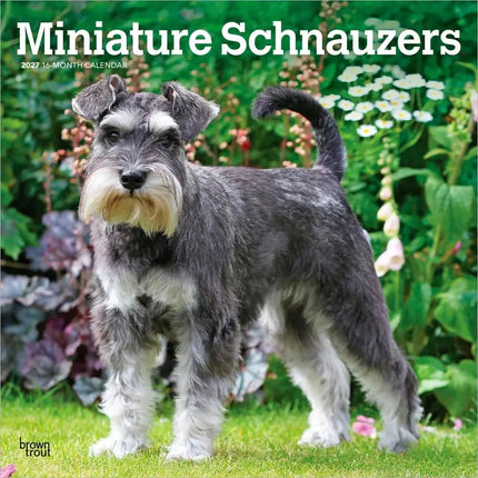 Browntrout Miniatuur Schnauzer Kalender 2027