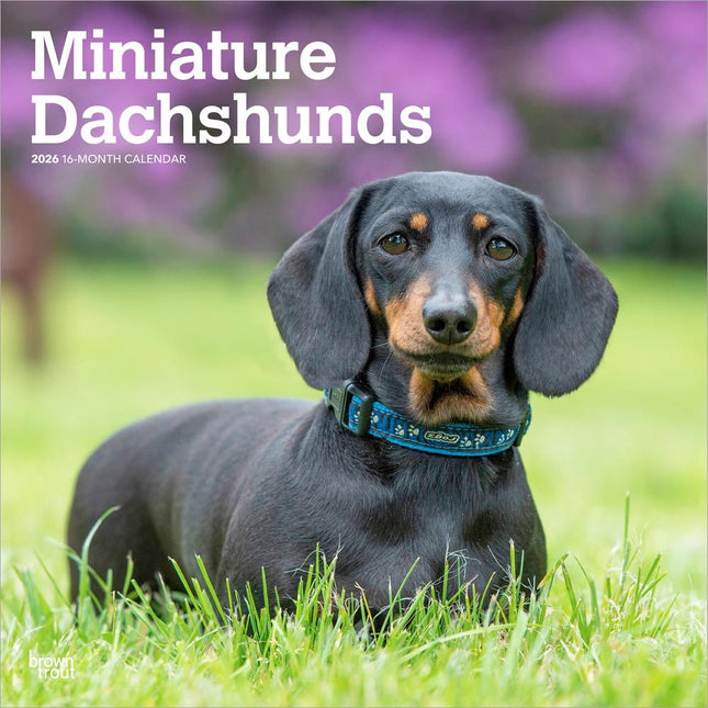 Browntrout Miniatuur Teckel Kalender 2026