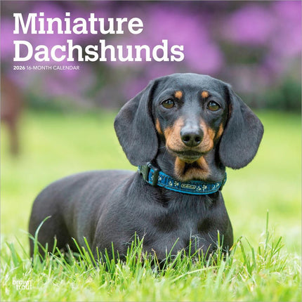 Browntrout Miniatuur Teckel Kalender 2026