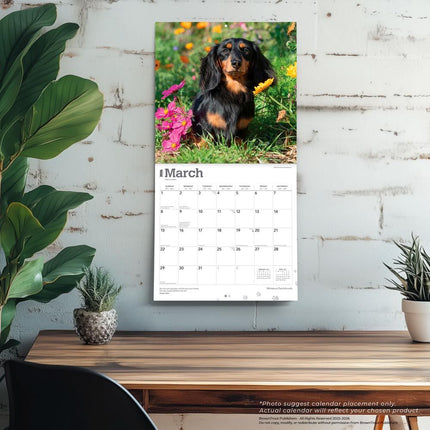 Browntrout Miniatuur Teckel Kalender 2026