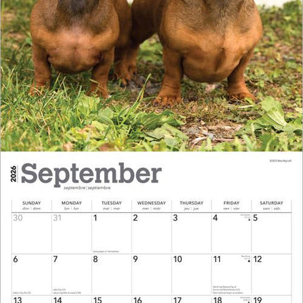 Browntrout Miniatuur Teckel Kalender 2026
