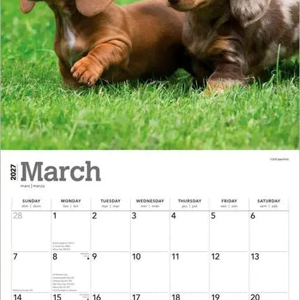 Browntrout Miniatuur Teckel Kalender 2027