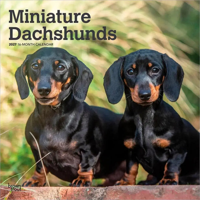 Browntrout Miniatuur Teckel Kalender 2027