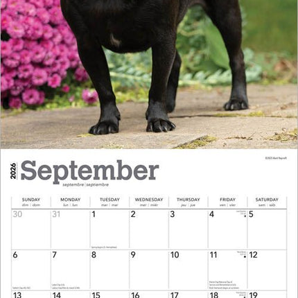 Browntrout Mopshond Kalender 2026