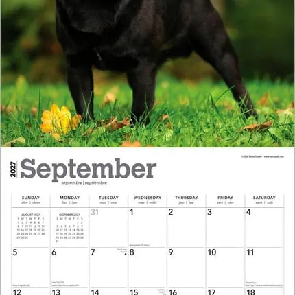 Browntrout Mopshond Kalender 2027