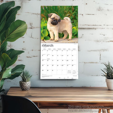 Browntrout Mopshond Puppies Kalender 2026