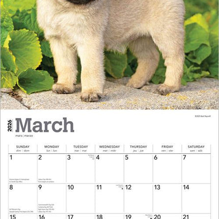 Browntrout Mopshond Puppies Kalender 2027