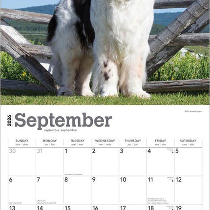 Browntrout Newfoundlander Kalender 2026
