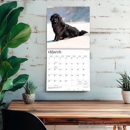 Browntrout Newfoundlander Kalender 2027