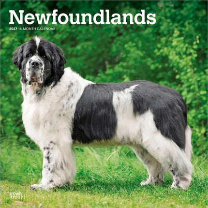 Browntrout Newfoundlander Kalender 2027