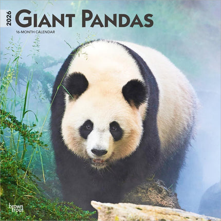 Browntrout Panda Kalender 2026