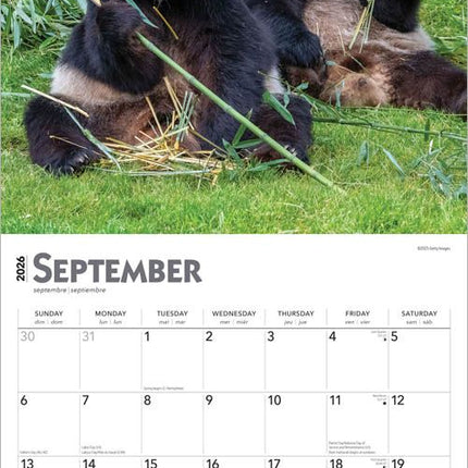 Browntrout Panda Kalender 2027