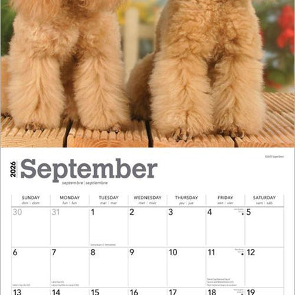 Browntrout Poedel Kalender 2026