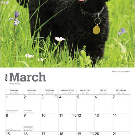 Browntrout Poedel Kalender 2026
