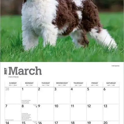 Browntrout Poedel Kalender 2027