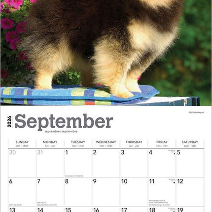 Browntrout Pomeranian Kalender 2026