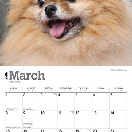 Browntrout Pomeranian Kalender 2026