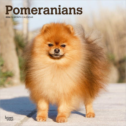 Browntrout Pomeranian Kalender 2026