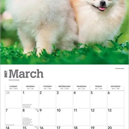 Browntrout Pomeranian Kalender 2027