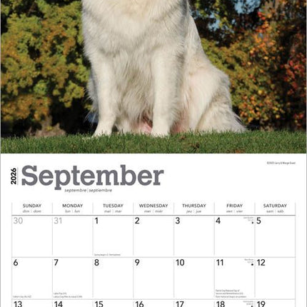 Browntrout Pyreneese Berghond Kalender 2026