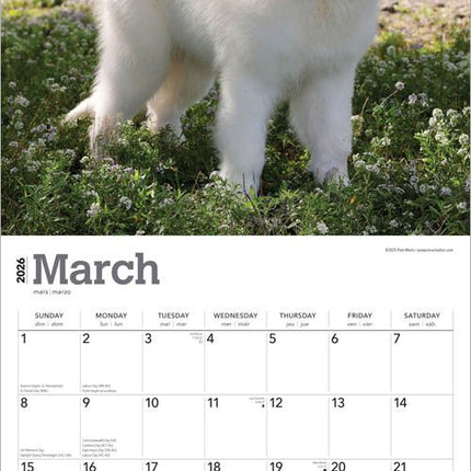 Browntrout Pyreneese Berghond Kalender 2026