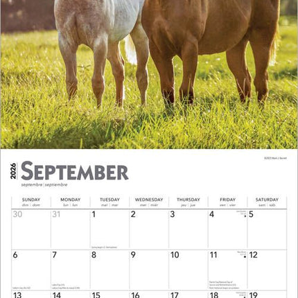 Browntrout Quarter Horse Kalender 2026