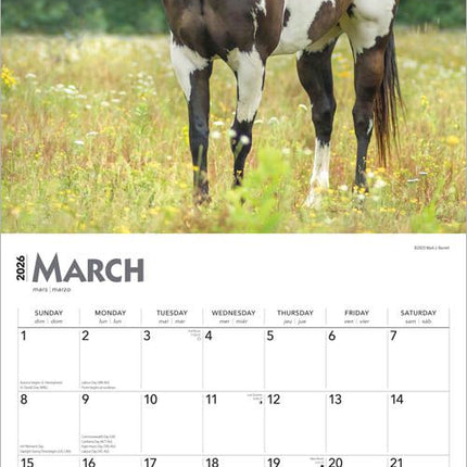 Browntrout Quarter Horse Kalender 2026
