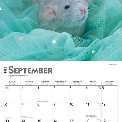 Browntrout Ratten Kalender 2027