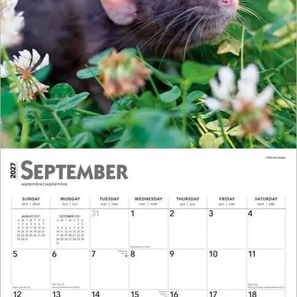 Browntrout Ratten Kalender 2027