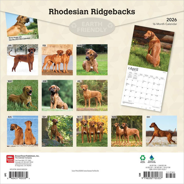 Browntrout Rhodesian Ridgeback Kalender 2026