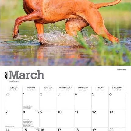 Browntrout Rhodesian Ridgeback Kalender 2027