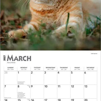 Browntrout Rode Katten Kalender 2027
