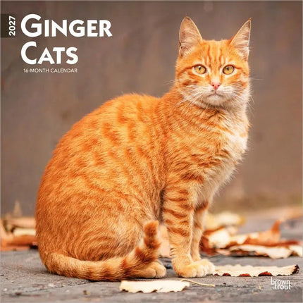 Browntrout Rode Katten Kalender 2027
