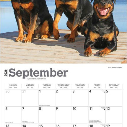 Browntrout Rottweiler Kalender 2026
