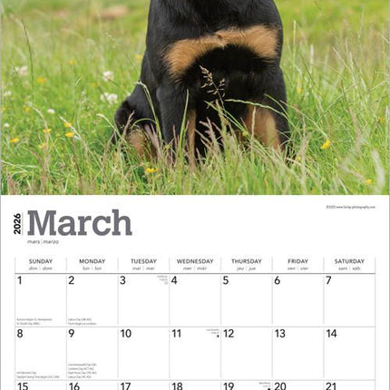 Browntrout Rottweiler Kalender 2026