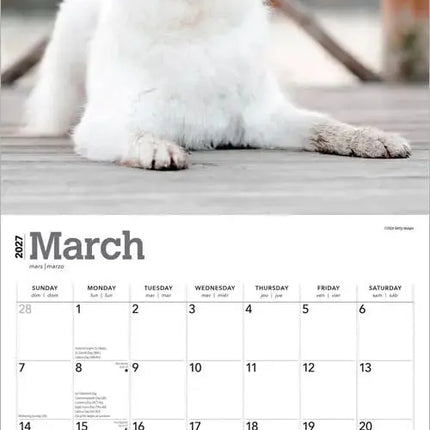 Browntrout Samojeed Kalender 2027
