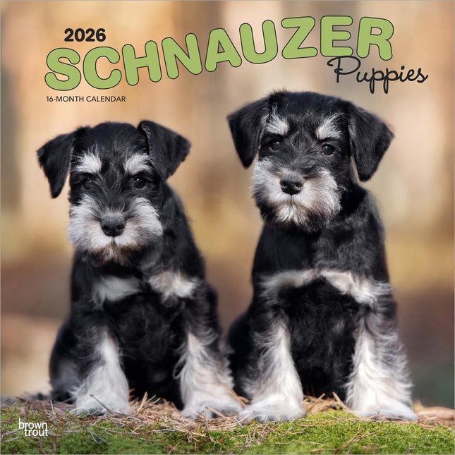 Browntrout Schnauzer Puppies Kalender 2027