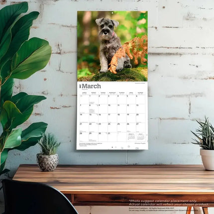 Browntrout Schnauzer Puppies Kalender 2027