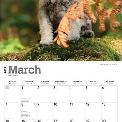 Browntrout Schnauzer Puppies Kalender 2027