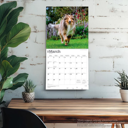Browntrout Schotse Herder / Collie Kalender 2026