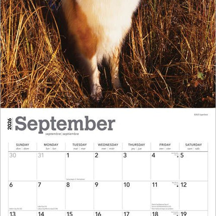 Browntrout Schotse Herder / Collie Kalender 2026