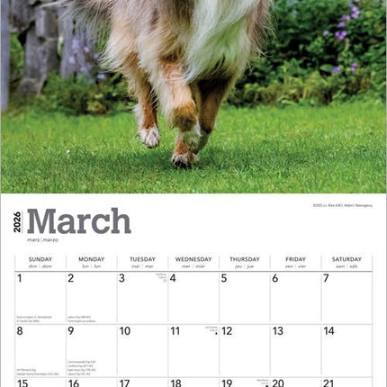 Browntrout Schotse Herder / Collie Kalender 2026