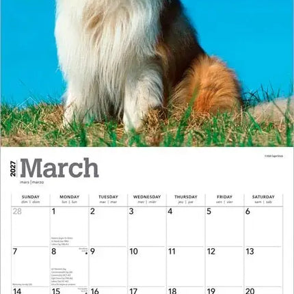 Browntrout Schotse Herder / Collie Kalender 2027