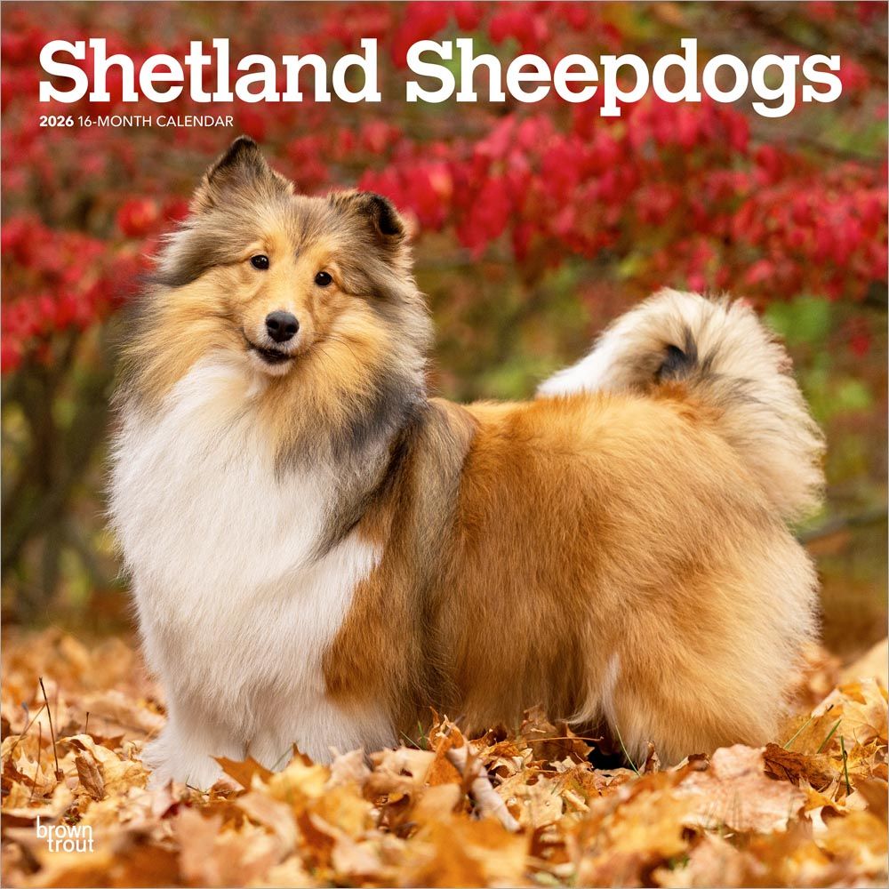 Sheltie Shetland Sheepdog Calendar 2026